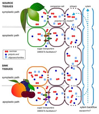 Sugar Metabolism in Stone Fruit: Source-Sink Relationships and Environmental and Agronomical Effects